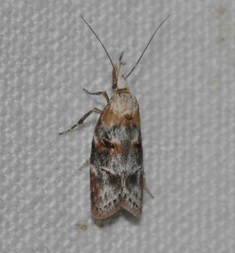 Anchinia laureolella
